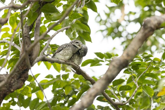 Spotted Owlet, Rot Fai Park, Bangkok, Thailand (Oliver Smart)