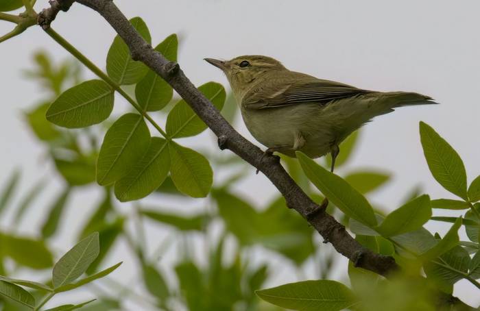 Green Warbler © Chris Griffin, April 2025
