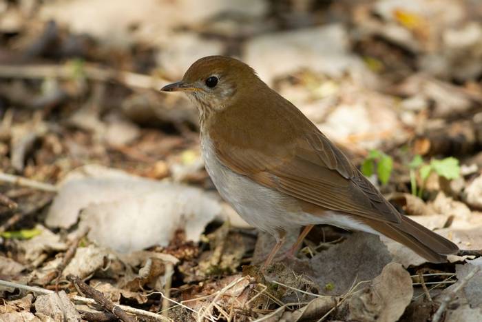 Veery, Ohio shutterstock_1181984800.jpg