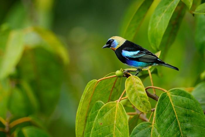 Golden-hooded Tanager