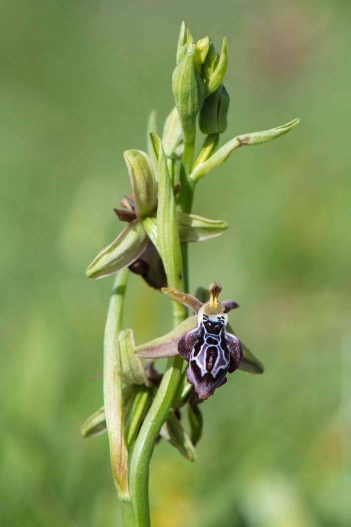 Ophrys cretica (Mike Vickers)