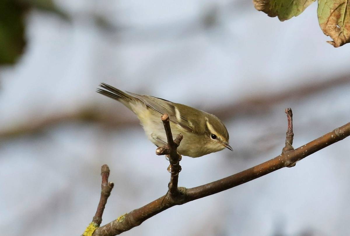 Yellow-browed Warbler (Matt Eade).jpg