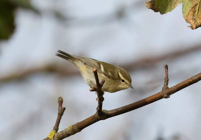 Yellow-browed Warbler (Matt Eade).jpg