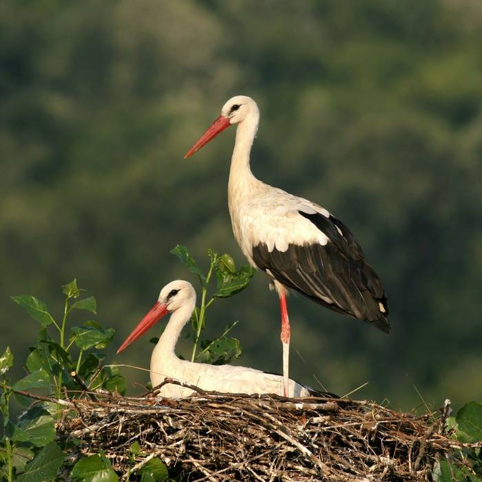 White Storks