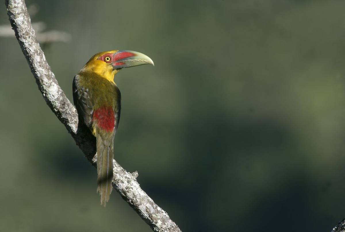 Saffron Toucanet
