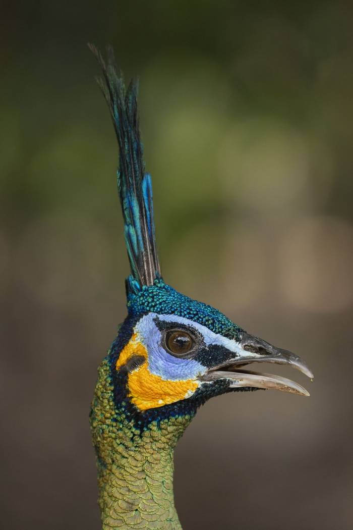 Green Peafowl, Ban Hong Forest, Chang Mai, Thailand (Oliver Smart)
