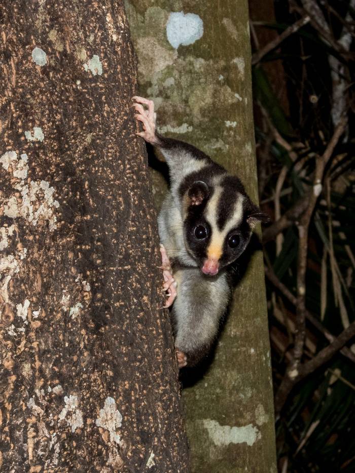 Striped Possum