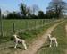 Lambs_Tilleys_Farm_Washington.JPG