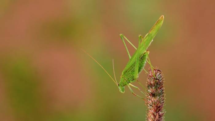 Sickle-bearing Bush-cricket (Phaneroptera falcata)