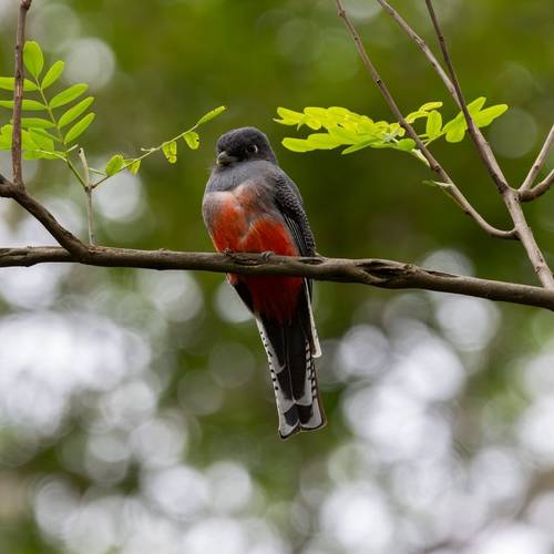 Blue-crowned Trogon