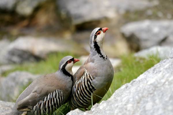 Sicilian Rock Partridge, Sicily