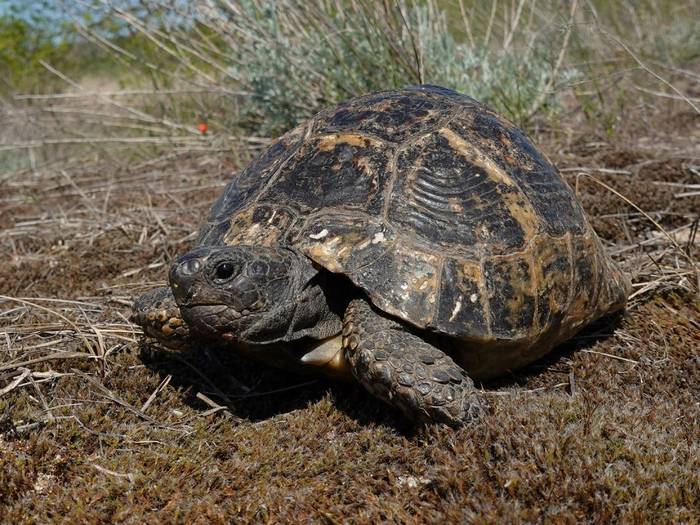 Mediterranean Spur-thighed Tortoise (Testudo graeca) © Pieter Bouma, May 2025 tour