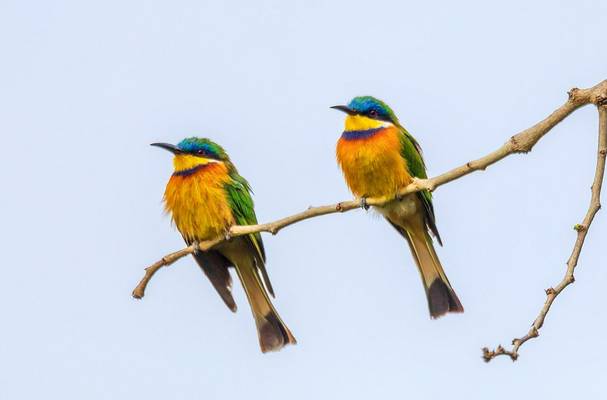 Blue-breasted Bee Eater, Ethiopia shutterstock_1772773406.jpg