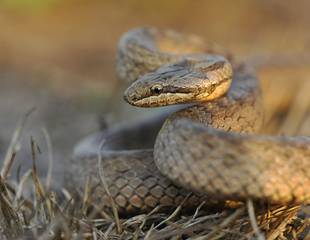 The Best of Dorset's Wildlife