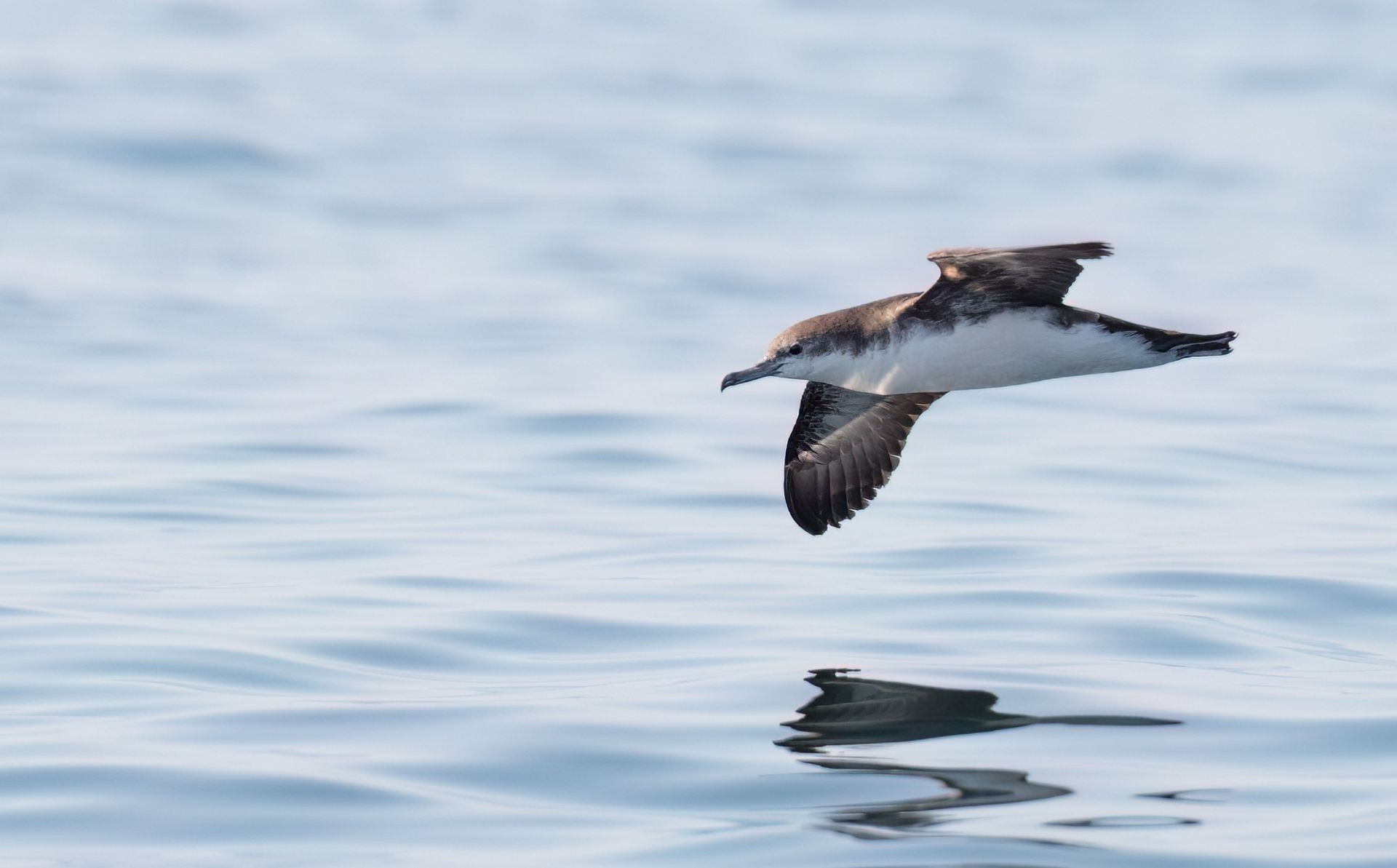 Persian Shearwater Image