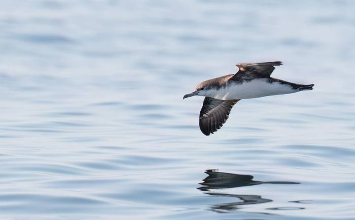 Persian Shearwater © Chris Griffin, November '25 tour.jpg