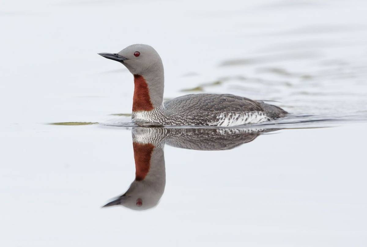 Red Throated Diver. Shutterstock 116488147