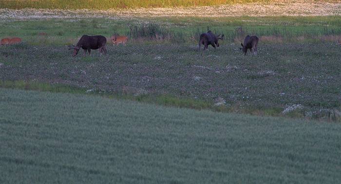 Moose and White-tailed Deer in a cloverfield © Jan Kelchtermans.jpg