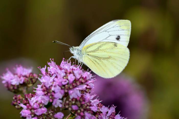 Green-veined White