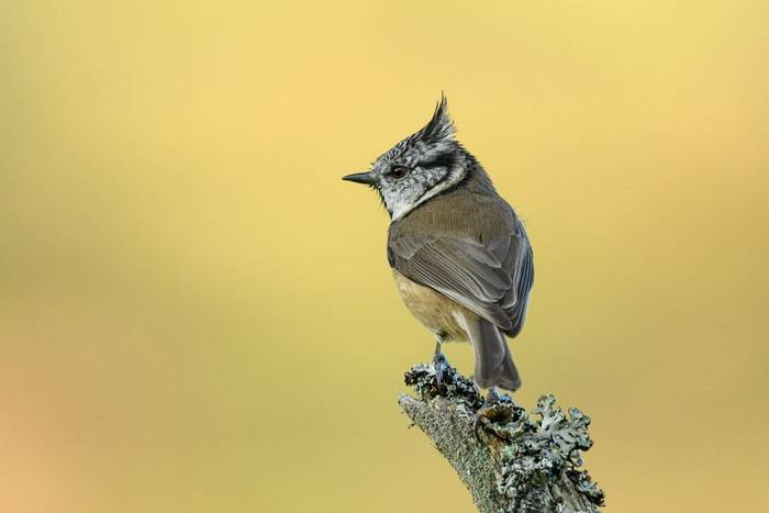 Crested tit.jpg