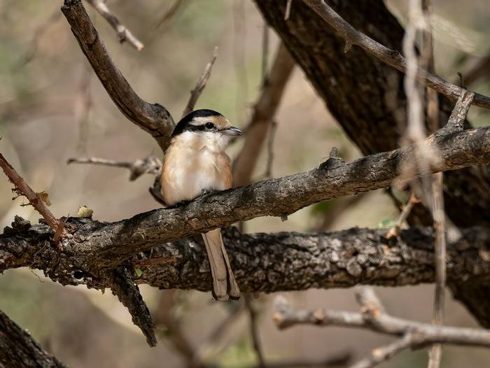 Masked Shrike © T. Laws, February 2024 tour