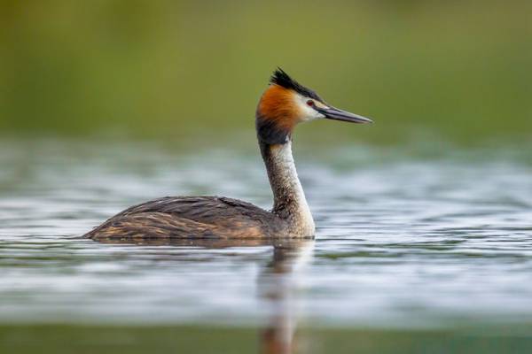 Great Crested Grebe shutterstock_1840951999.jpg