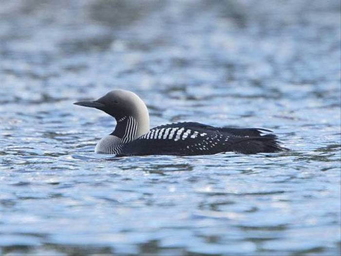 Black-throated Diver (Glyn Sellors)