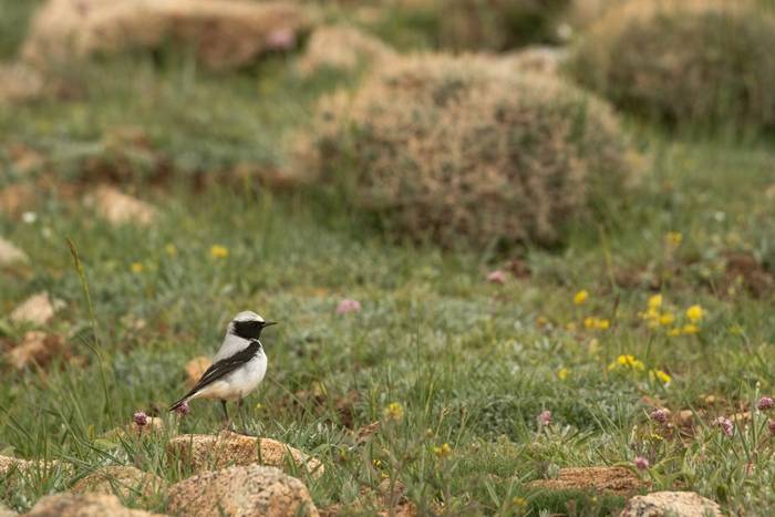 Seebohm's Wheatear © Simone Giachello, May 2025 tour