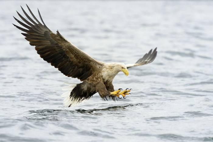 White-tailed Sea Eagle, Scotland shutterstock_190128008.jpg