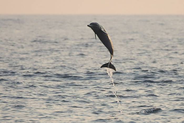 Pantropical Spotted Dolphin, Luca Boscain.JPG