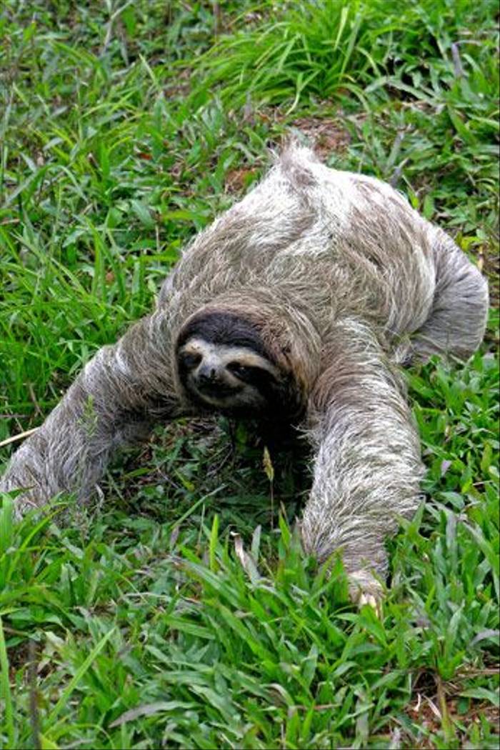 Three-toed Sloth (David Tipling)