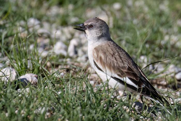 Snowfinch © Chris Griffin, May 2025.jpg