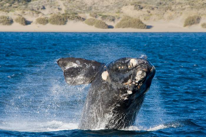 Right Whale, Argentina (Eduardo Rivero).jpg