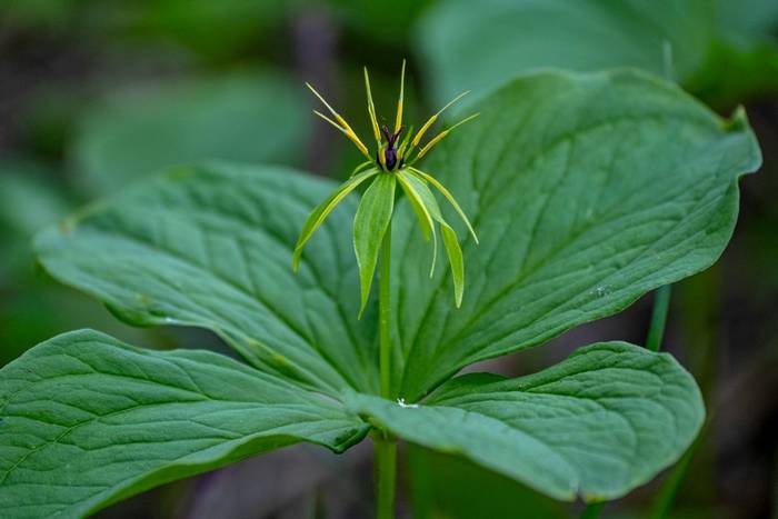 Herb Paris