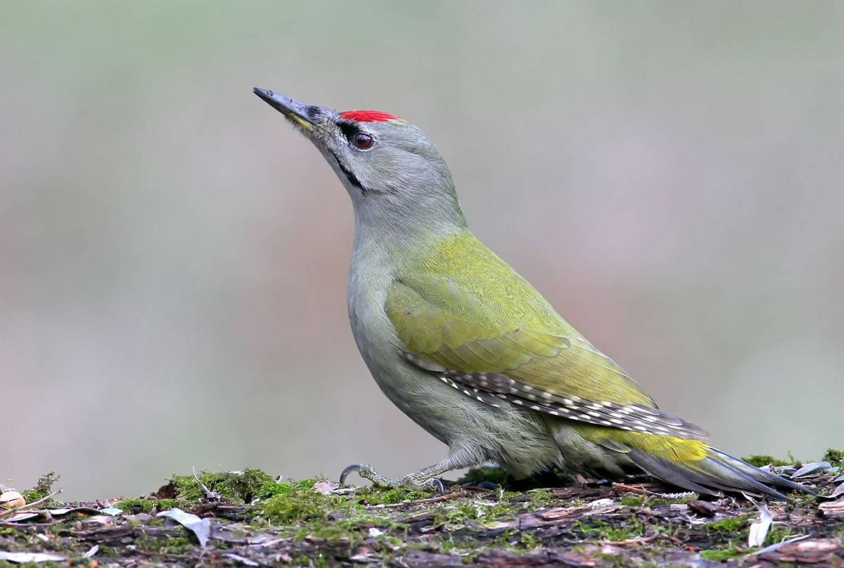 Grey-headed Woodpecker shutterstock_677683246.jpg