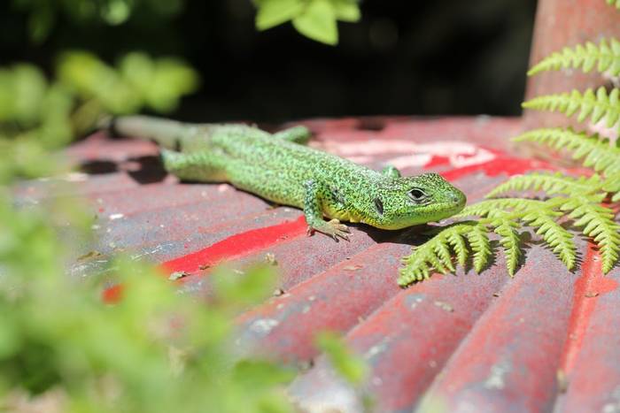 Balkan Green Lizard (Lacerta trilineata) © participant Simon Bunker, April 2025 tour