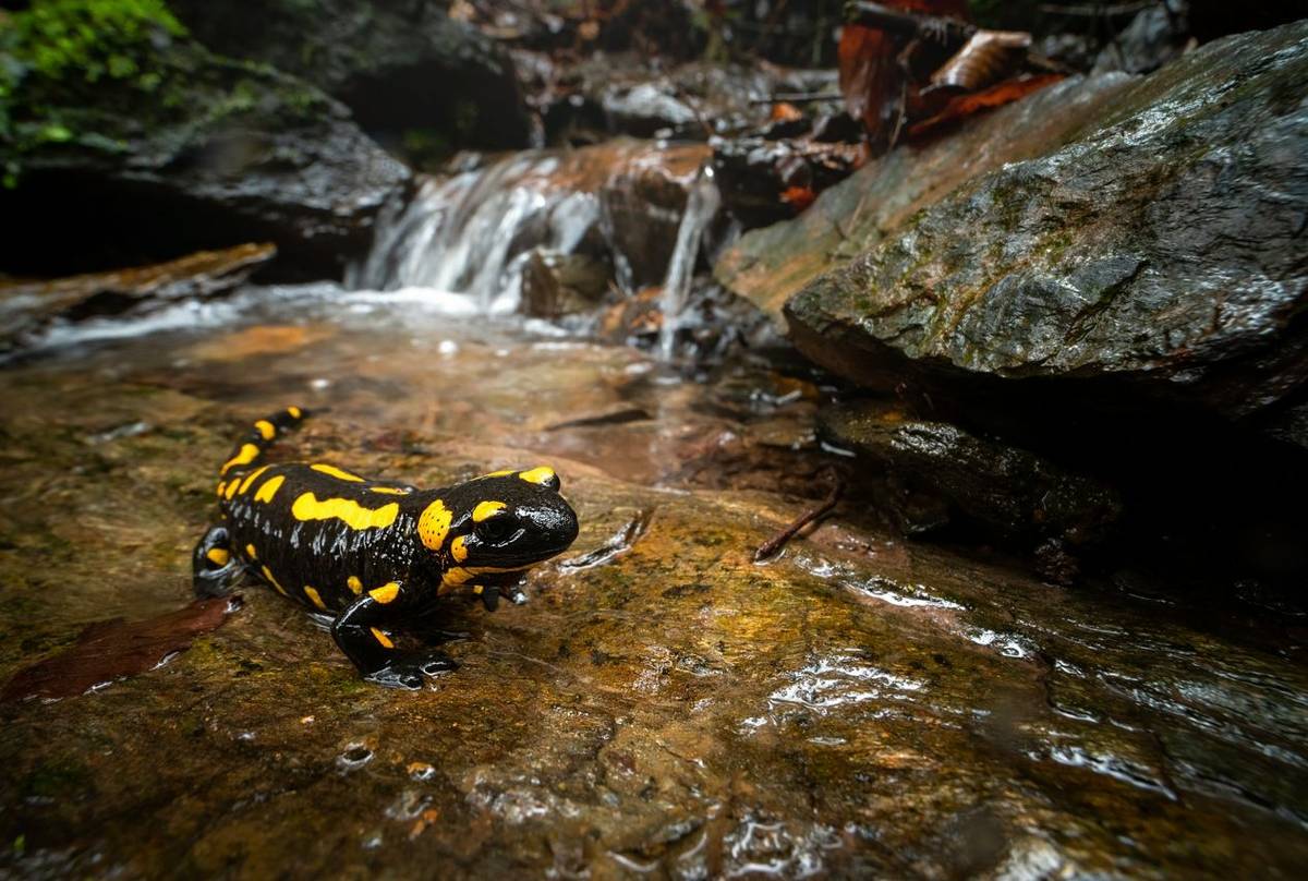 Fire Salamander