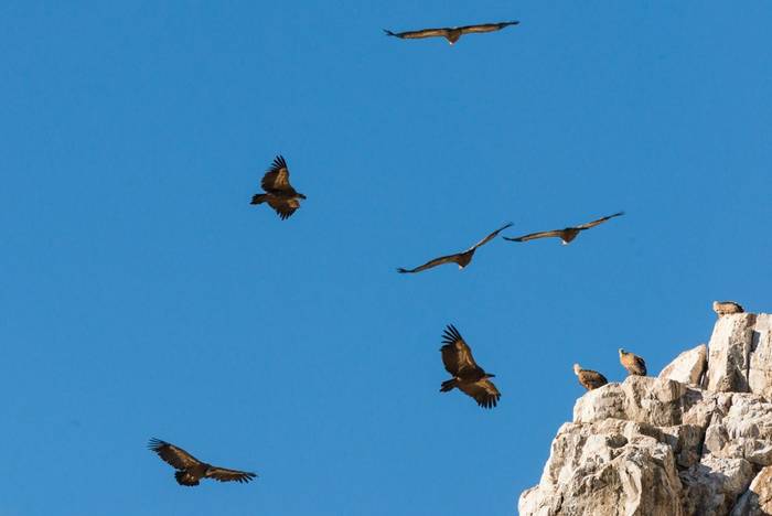 Griffon Vultures, Spain shutterstock_788717287.jpg