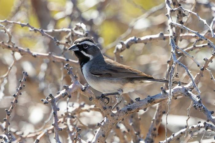 Black-throated Sparrow (Sara Frost).jpg