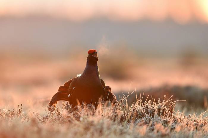 Black Grouse shutterstock_1062111596.jpg