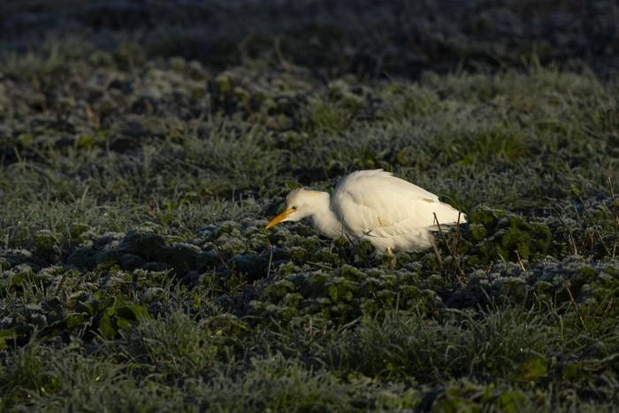 Cattle Egret (Oliver Smart)