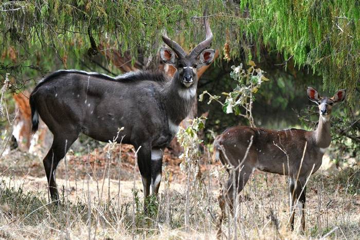 Mountain Nyala © Helen Pinchin