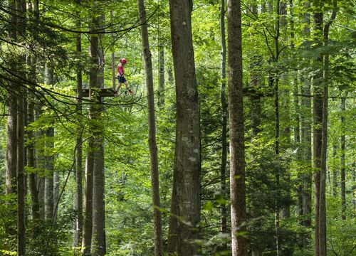  TreeTops Zipline Canopy Tour