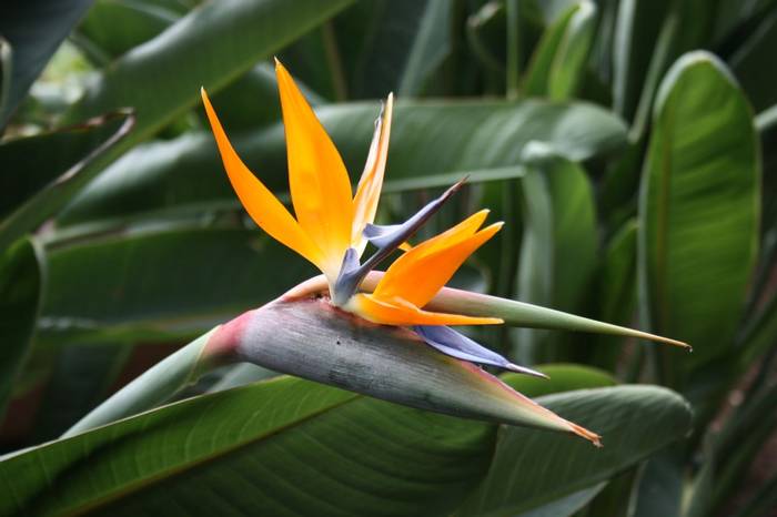 Bird of Paradise flower, Madeira (Catherine Strong)