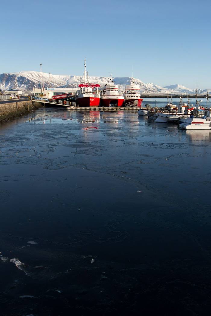 Reykjavic Harbour (Charles McMaster)