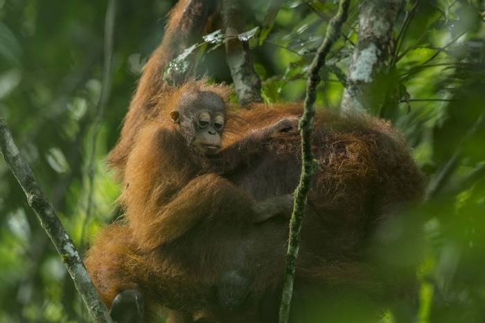 Bornean Orangutan © C.Ryan