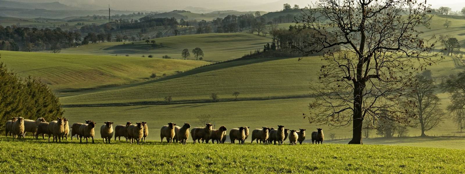 South_Yorkshire_Dales_Sheep_AdobeStock_434360674.jpeg