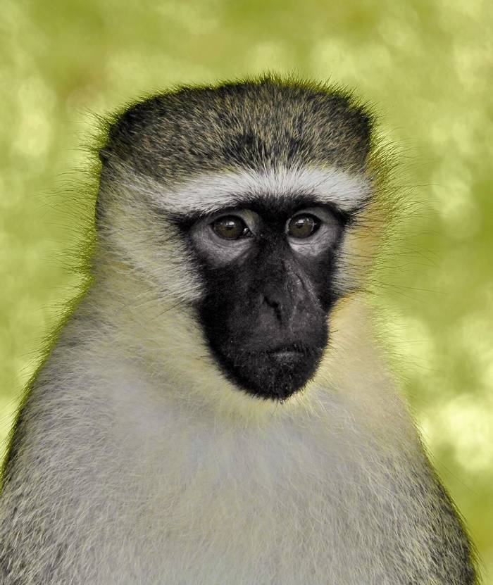 Vervet Monkey © Dorril Polley
