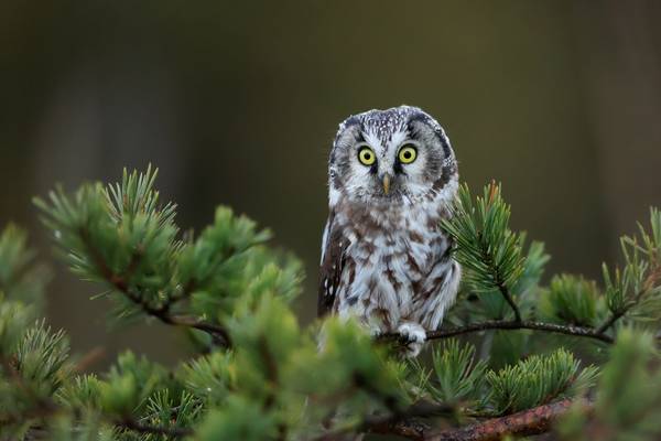 Tengmalm's Owl shutterstock_1199498674.jpg