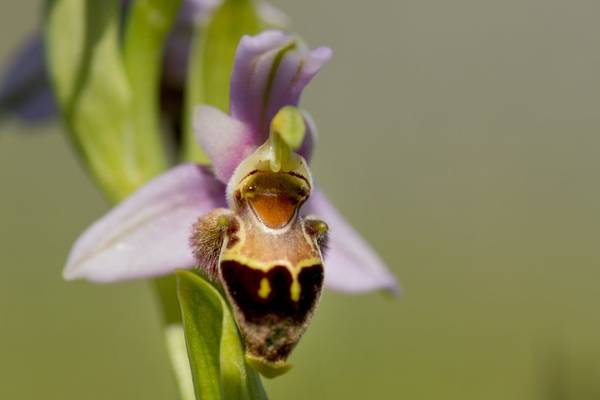 Ophrys lapethica shutterstock_1678719037.jpg